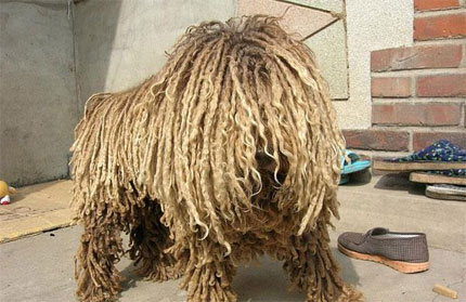 (Image - Vaguely Jamaican?)